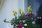 Burgundy Calibrachoa cabaret \\\'Good Night Kiss\\\', purple Calibrachoa spec. and yellow Antirrhinum majus bloom in August.