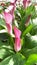 Burgundy Calla buds in green foliage, abstract background