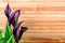 Burgundy calla lilies on background of wooden fence with copy space. Home flowers on balcony, garden veranda modern terrace.Home