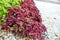 Burgundy coleus leaves against bright white pebbles