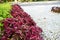 Burgundy coleus leaves against bright white pebbles