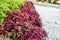 Burgundy coleus leaves against bright white pebbles