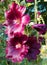 Burgundy colored hollyhock flowers
