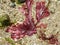 Burgundy coloured seaweed on sand beach