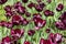 Burgundy dark red wine tulips, flowers cultivated varietal tulips of dark color. almost black tulips