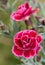 Burgundy Dianthus flower