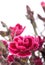 Burgundy Dianthus flower