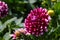 Burgundy flowering dahlia in a garden or park