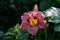 burgundy flowers of purple daylily Daring Deception close-up in the garden. Natural natural background of flowers.