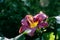 burgundy flowers of purple daylily Daring Deception close-up in the garden. Natural natural background of flowers.