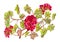 Burgundy geranium. Watercolor botanical illustration