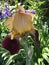 Burgundy and Gold Old Time Historic Tall Bearded Iris with Golden Beards Blossom - Iris × germanica