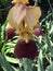 Burgundy and Gold Old Time Historic Tall Bearded Iris with Golden Beards Blossom - Iris × germanica