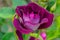 Burgundy Iceberg Rose Bud