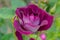 Burgundy Iceberg Rose Flower