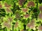Burgundy And Lime Green Geranium Leaves-Background