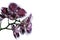 Burgundy orchid isolated white
