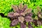 Burgundy ornamental shrub cabbage and celery grow in the garden.
