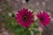 Burgundy osteospermum or dimorphotheca flowers, African daisy or star of the veldt. Spring garden ornamental flowering plants