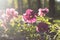 Burgundy pansies. Flowers in the flowerbed at sunset. Beautiful summer flowers