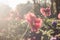 Burgundy pansies. Flowers in the flowerbed at sunset. Beautiful summer flowers