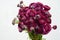 Burgundy Peony flower on white background