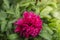 Burgundy peony among green foliage