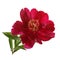 Burgundy peony isolated