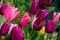 Burgundy and pink tulips , blur