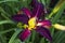 Burgundy Purple Daylily with Yellow Throat