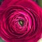 Burgundy ranunculus close up