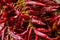 Burgundy red background dry pods chili sharp sauce base traditional seasoning asia india lot fruit base design backdrop