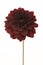 Burgundy red blooming chrysanthemum isolated on a white background