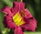 Burgundy Red Daylily with Yellow Throat