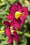 Burgundy Red Daylily with Yellow Throat