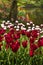Burgundy red and white tulips