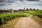 Burgundy. Road in the vineyards leading to the village of Vosne-RomanÃ©e. France