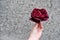 Burgundy Rose in a Hand on the Gray Spotted Background