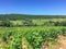 Burgundy - Scenic view of stunning vineyard near Chateau de Rully in Burgundy, France. Cote d\\\'Or, Burgundy wine region