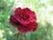 Burgundy small velvet rose