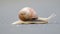 Burgundy snail (Helix pomatia)