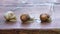 Burgundy snail Helix pomatia or escargot is a species of land snail. Burgundy snail gliding on the ground. Edible