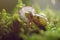 Burgundy snail in natural environment daisy flower