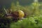 Burgundy snail in natural environment moss macro