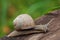 Burgundy snail, Roman snail, edible snail or escargot Helix pom