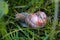 Burgundy snail in wet grass close-up