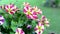 Burgundy Star Petunias