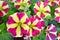 Burgundy Star Petunias