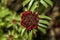 Burgundy Sweet Scabious Bloom during -fall