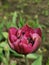 Burgundy terry peony-shaped tulip.Top view. The festival of tulips on Elagin Island in St. Petersburg